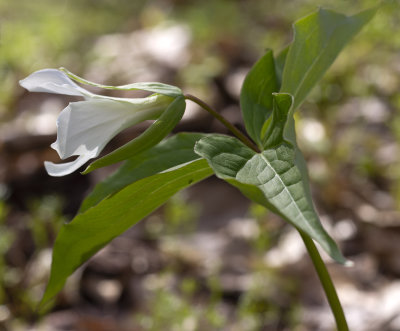 Trillium grandiflorum