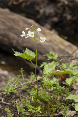Alternate-Leaved Cardamine