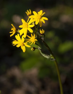 Golden Ragwort (Packera aurea)