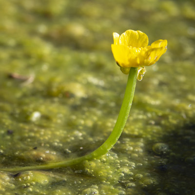 Greater Yellow Water Crowfoot (Ranunculus flabellaris) 