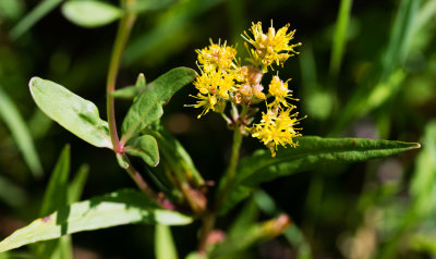 Edinboro Lake Fen (Erie County)