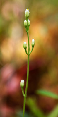 Bartonia virginica