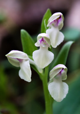 DSC_8587cc.jpg
