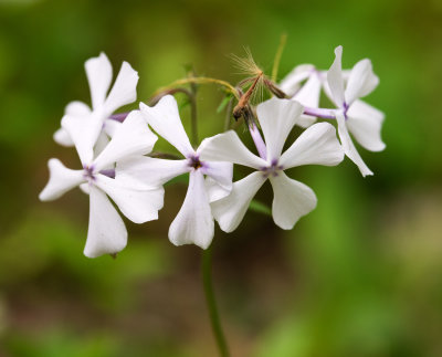 DSC_9185uu.jpg