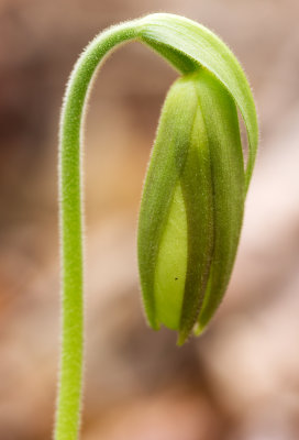DSC_7879aa.jpg