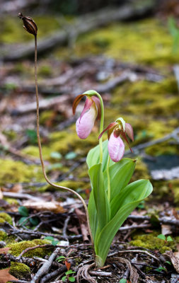 DSC_8063dd.jpg