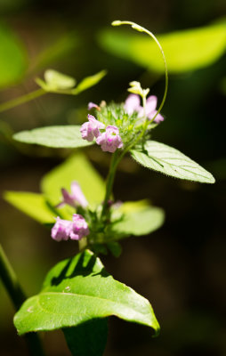 DSC_4547aa.jpg