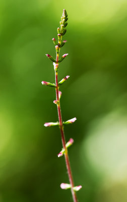 DSC_4549ss.jpg