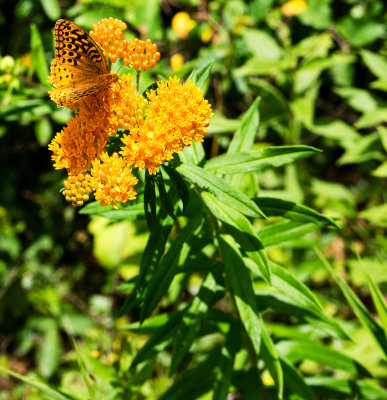 DSC_5516dd.jpg