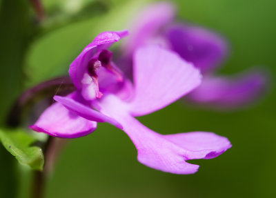 DSC_4858vv.jpg
