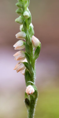 DSC_6432aa.jpg