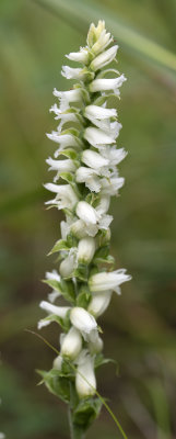 Spiranthes incurva