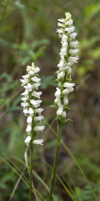 Spiranthes incurva