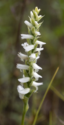Spiranthes incurva