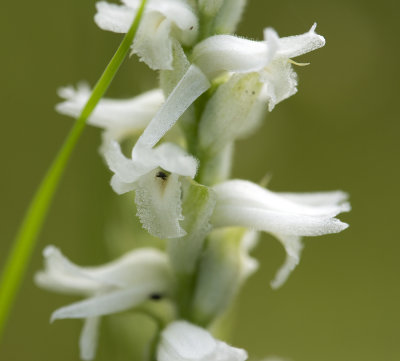 Spiranthes incurva