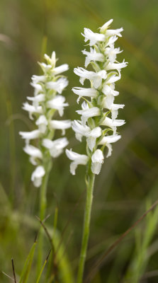 Spiranthes incurva