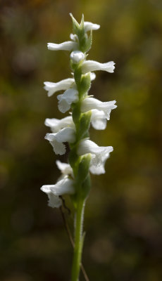Spiranthes arcisepala