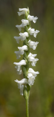 Spiranthes arcisepala
