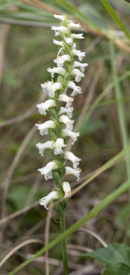Spiranthes sheviakii