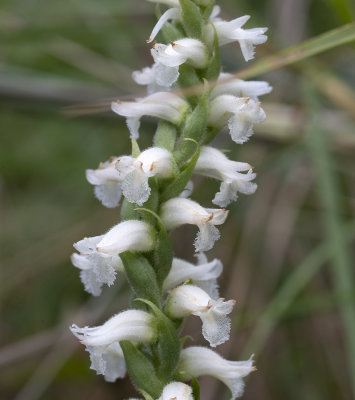 Spiranthes sheviakii