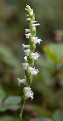 Spiranthes ochroleuca
