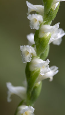 Spiranthes ochroleuca