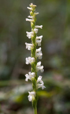 Spiranthes ochroleuca
