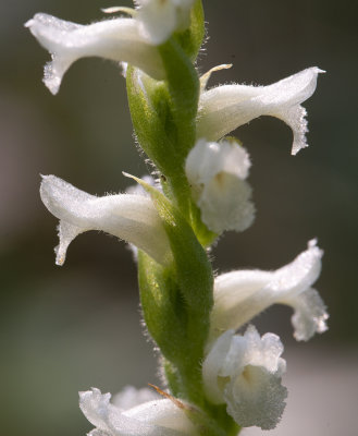 Spiranthes ochroleuca
