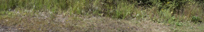 Untitled_Panorama-1.jpg