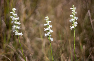 Spiranthes arcisepala