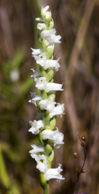 Spiranthes arcisepala