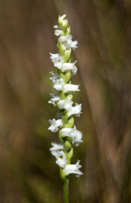 Spiranthes arcisepala