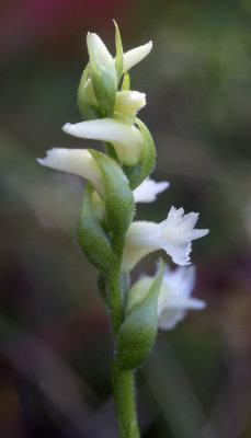Spiranthes ochroleuca