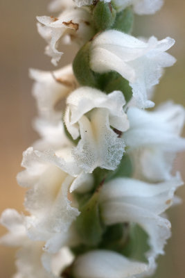 Spiranthes arcisepala
