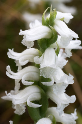 Spiranthes sp.