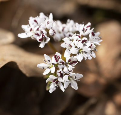 Harbinger of Spring (Erigenia bulbosa)