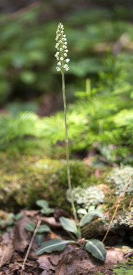 DSC_1145.jpg