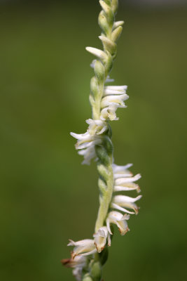 DSC_3637.jpg