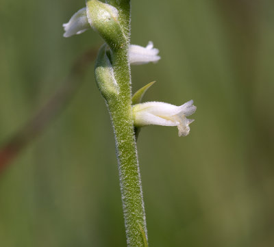 DSC_4078.jpg