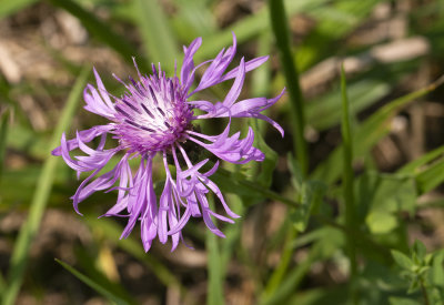 DSC_4087.jpg