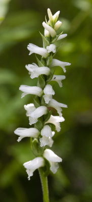 Spiranthes incurva