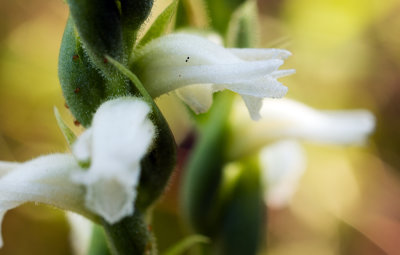 Spiranthes sheviakii