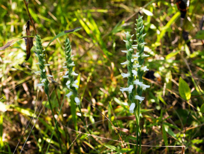 Spiranthes sheviakii