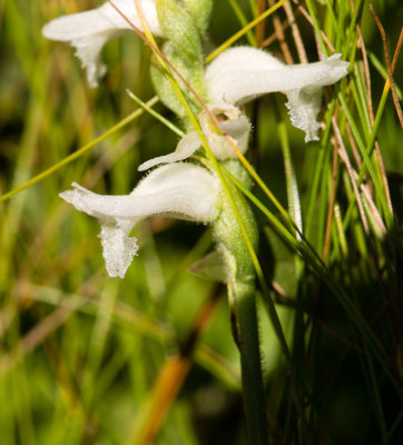 Spiranthes ??