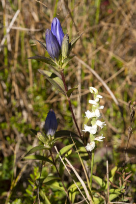 Allegheny Glade Gentian (Gentiana saponaria v. allegheniensis)