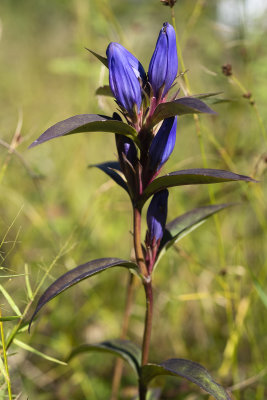 Allegheny Glade Gentian (Gentiana saponaria v. allegheniensis)
