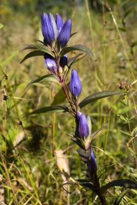 Allegheny Glade Gentian (Gentiana saponaria v. allegheniensis)