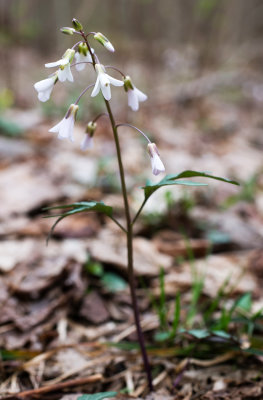 DSC_5296o.jpg