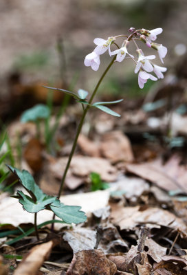 DSC_5476t.jpg