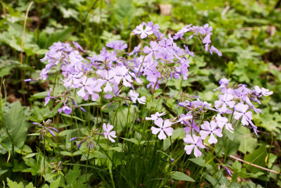 DSC_4948v.jpg